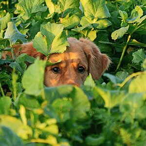 Heimlicher Beobachter.