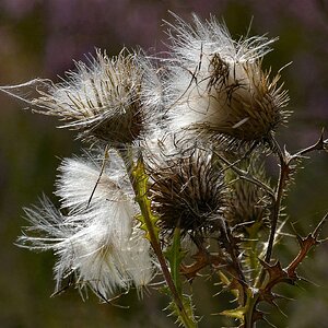 Stachelige Schönheit