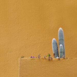 Mein kleiner grüner Kaktus....