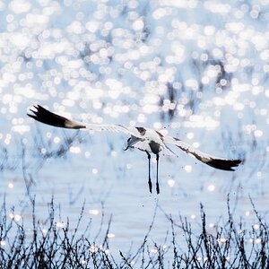 Reflexionen im Wasser