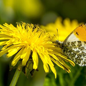 Löwenzahn mit Aurorafalter