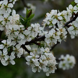 „Pflaumenbaum blüht“