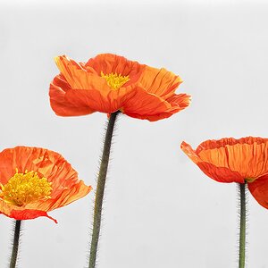 Eins, zwei, und noch eine