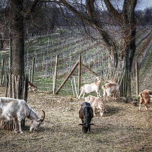 "Weinbergziegen"