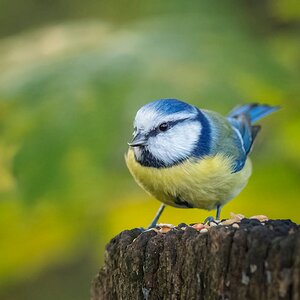 Blue Tit
