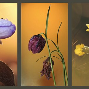 Triptychon Frühling