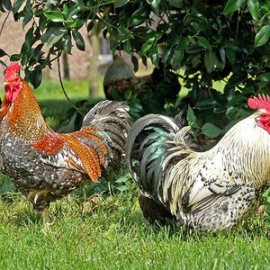 Schönheiten vom Land