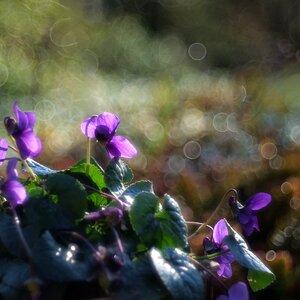 Sweet Violets