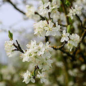 Pflaumenblüten I