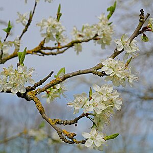 Pflaumenblüten II