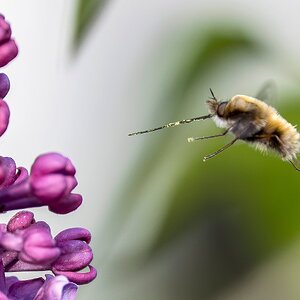 Anflug auf den Flieder