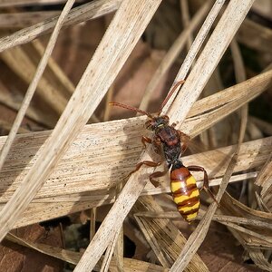 Wespenbiene