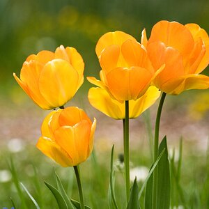 Frühlingszeit - Tulpenzeit