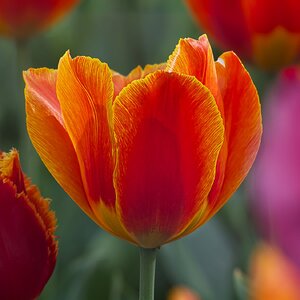 Tulpen - Farbfestival