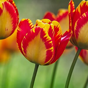 Tulpen - Farbfestival #2