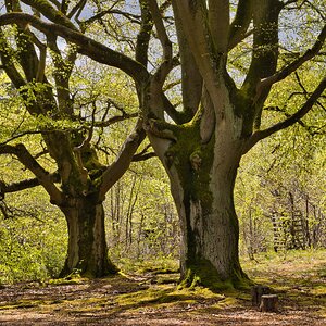 Frühling im Hutewald