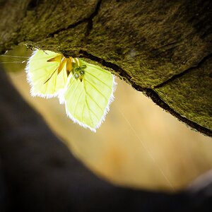 Frühling im Hutewald 2