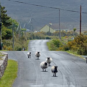 Will nicht auf der Straße laufen