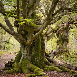 Frühling im Hutewald 3