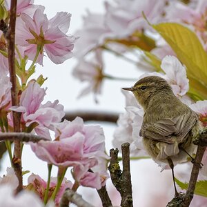 Bei uns im Garten - Zilpzalp