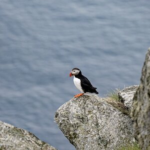 Papageientaucher III