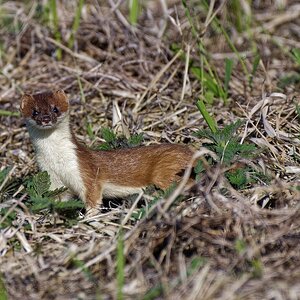 1 Tag im Naturschutzgebiet "Ochsenmoor" am Dümmersee - Hermelin/Wiesel