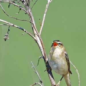 1 Tag im Naturschutzgebiet "Ochsenmoor" am Dümmersee - Schilfrohrsänger