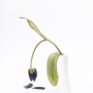 Aus dem Leben einer Tulpe IV