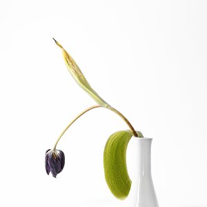 Aus dem Leben einer Tulpe III