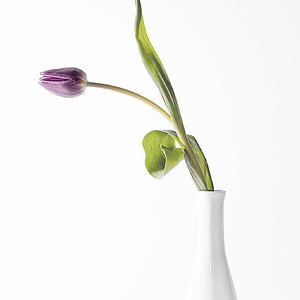 Aus dem Leben einer Tulpe II