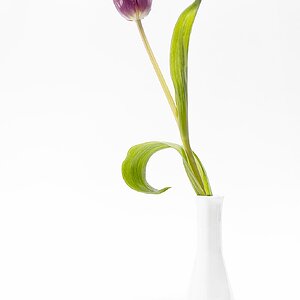 Aus dem Leben einer Tulpe I