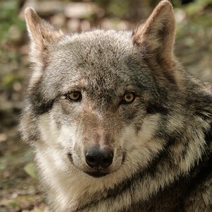 Clarence, der schielende Wolf.