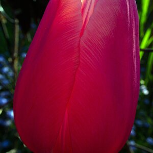 Tulpe bei Sonnenuntergang