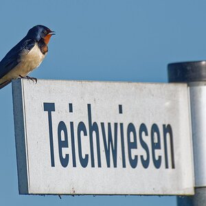 1 Tag im Naturschutzgebiet "Ochsenmoor" am Dümmersee - Rauchschwalbe