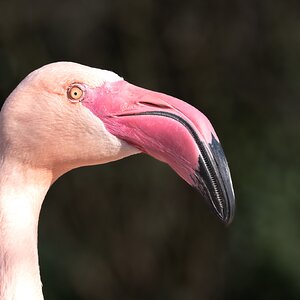 Ich seh dich ganz genau!