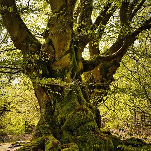 Verwurzelt und verzweigt