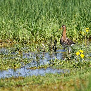 1 Tag im Naturschutzgebiet "Ochsenmoor" am Dümmersee - Uferschnepfe