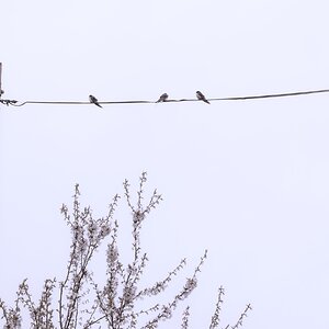 eine Schwalbe macht noch keinen Frühling