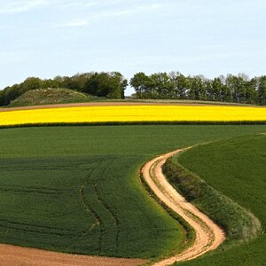 Feldweg zur gelben Pracht.jpg