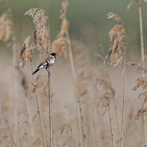 Ein Tag im Naturschutzgebiet "Ochsenmoor" am Dümmersee - Rohrammer M