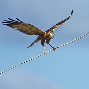 Aktuell:  Rohrweihen bauen Nest im Naturschutzgebiet Nähe WAF.