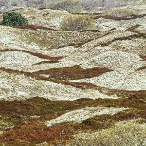 Dünen auf Spiekeroog