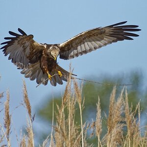 Rohrweihe (W) kurz vor der Landung im Schilf, wo das Nest gebaut wird.