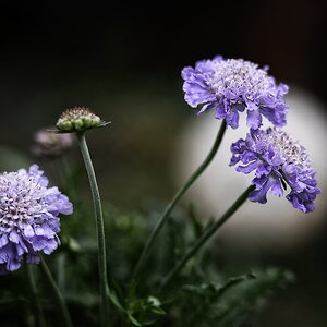 Scabiosa columbaria