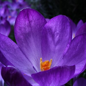 Krokus