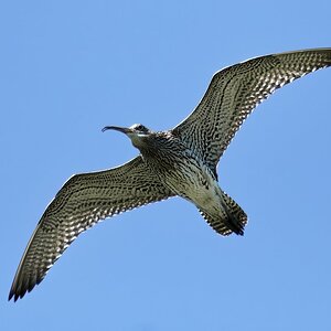 Goßer Brachvogel