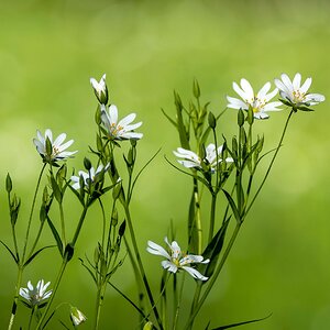 Große Stermiere