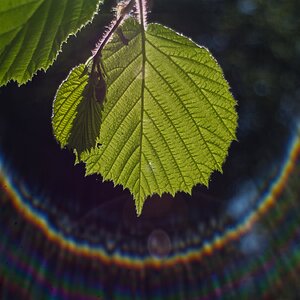 Eiliges Blatt