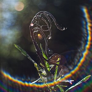 Die Hydra kämpft gegen die Sonne
