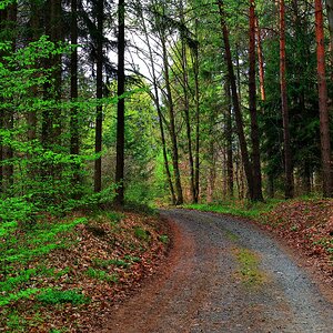 frisches Grün im Wald